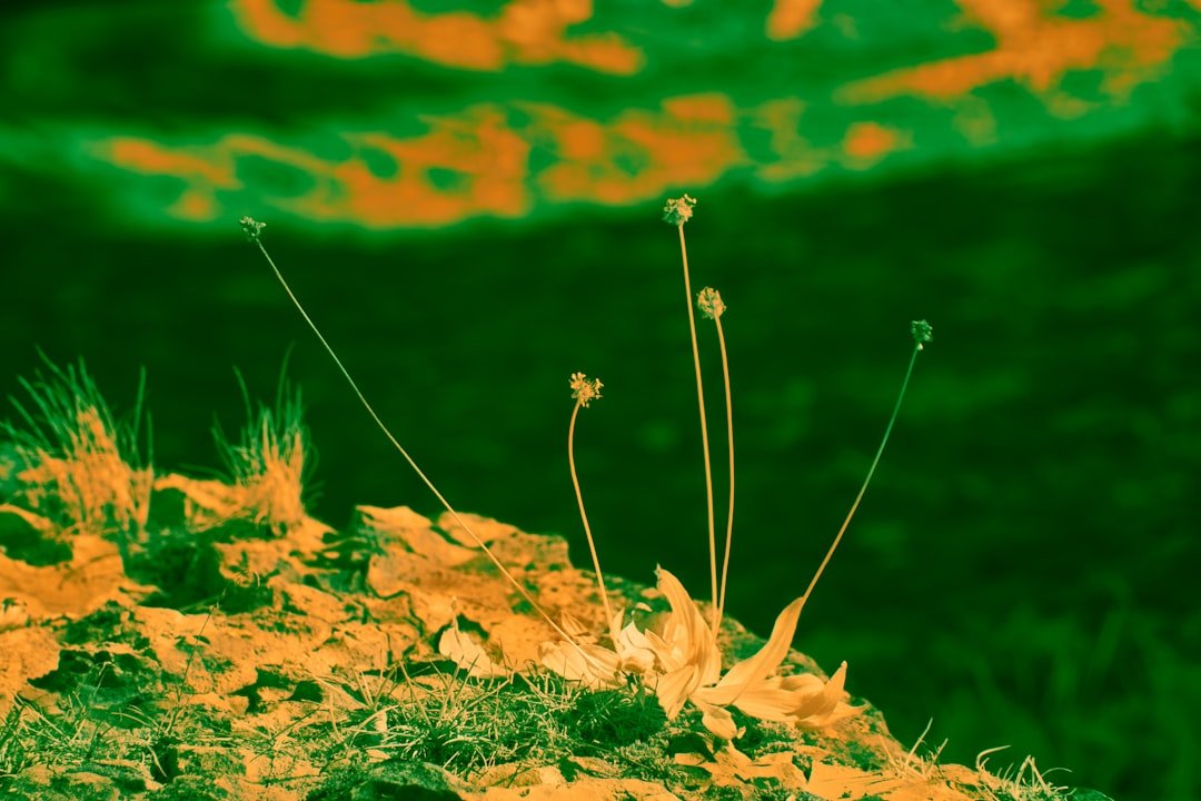 A close up of a plant on a hill